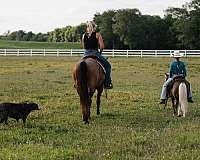tovero-pleasure-driving-pony