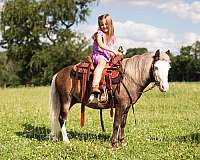tovero-ranch-pony