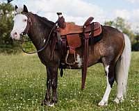 tovero-ranch-work-pony