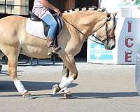 palomino-fjord-gelding