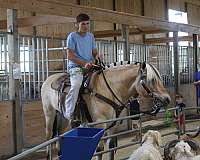 palomino-fjord-for-sale