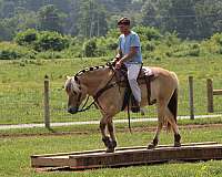 white-strip-horse