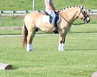 english-pleasure-fjord-horse