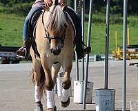 kid-safe-fjord-horse
