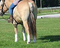 trail-riding-fjord-horse