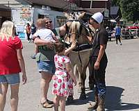 palomino-fjord-horse