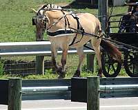 mounted-patrol-fjord-horse