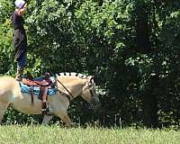 parade-fjord-horse