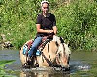 pleasure-driving-fjord-horse
