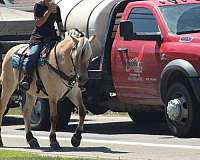 western-riding-fjord-horse