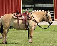 beginner-fjord-horse