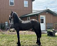 friesian-horse-for-sale
