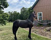 friesian-horse