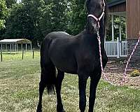 friesian