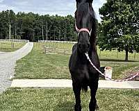filly