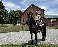 friesian-horse-for-sale