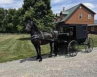 friesian-horse