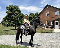 friesian