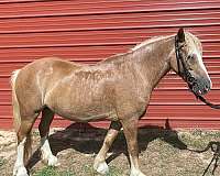 age-crossbred-pony