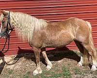 all-crossbred-pony