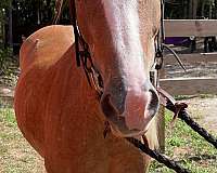all-around-pony-crossbred