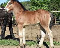 breeding-gypsy-vanner-horse