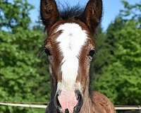 double-registered-gypsy-vanner-horse