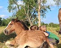 draft-gypsy-vanner-horse