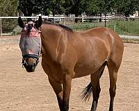 halter-mustang-pony