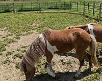 flashy-miniature-horse