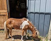 pinto-miniature-filly