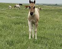 all-around-paint-horse
