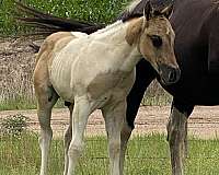 tobiano-all-around-horse