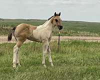 tobiano-paint-colt