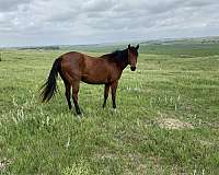 all-around-quarter-horse