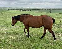 western-riding-quarter-horse