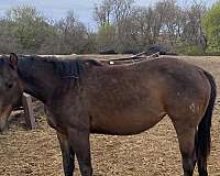 all-around-quarter-horse