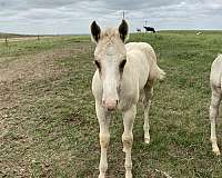 all-around-quarter-horse