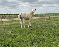 palomino-quarter-horse-colt