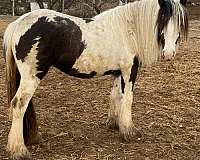 all-around-gypsy-vanner-horse