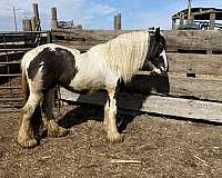 piebald-gypsy-vanner-filly