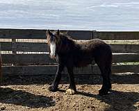 gvhs-filly