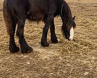 14-hand-gypsy-vanner-filly