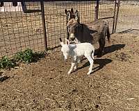 all-around-donkey