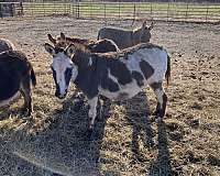 all-around-mare