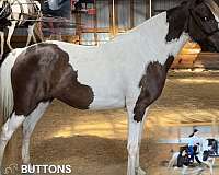 ability-spotted-pony
