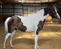 advanced-spotted-pony