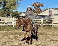 red-roan-star-socks-horse