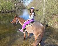 all-around-quarter-horse