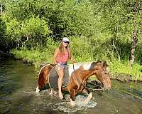 beginner-spotted-saddle-horse